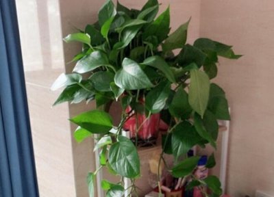 绿萝换盆时间 绿萝什么时候换盆合适