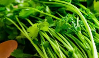 香菜容易烂怎么保存不发霉 香菜保存方法分享