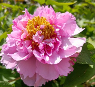 芍药和牡丹有什么关系 请问怎样才能快速区别芍药和牡丹