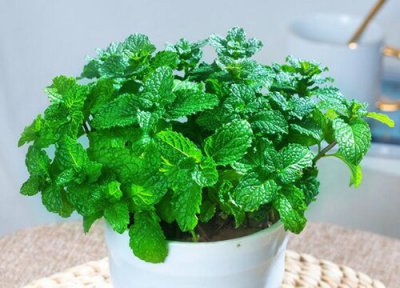 在室内怎么种薄荷盆栽 在家里种薄荷方法和繁殖技巧