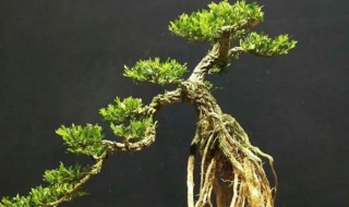 盆景黄杨怎么养才能爆盆 盆景黄杨如何养才能爆盆