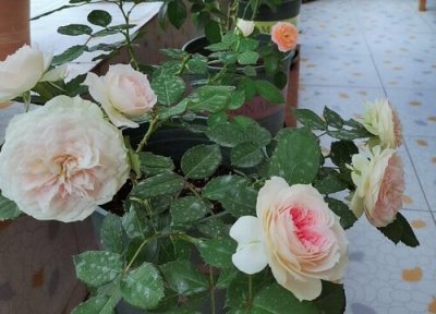 山茶花的花期时间 山茶花期是什么时候