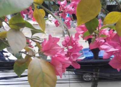 三角梅怎么扦插根系旺 三角梅怎么插枝生根快