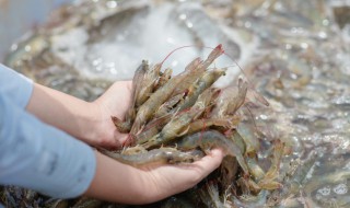 怎么辨别虾的好坏 如何挑选新鲜的虾