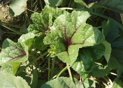上海青菜生长期 上海青菜生长期多少天