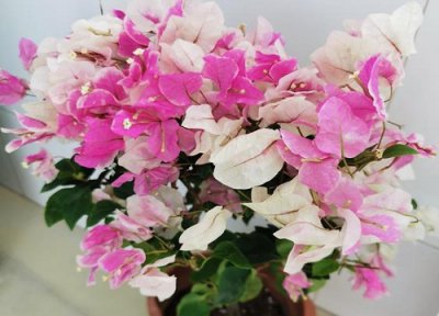 开花的三角梅怎么养护 三角梅如何养护开花多且生长快