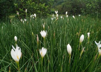 翠芦莉花期时间 翠芦莉花期是什么时候
