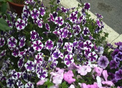 舞春花的花期时间 舞春花花期是什么时候