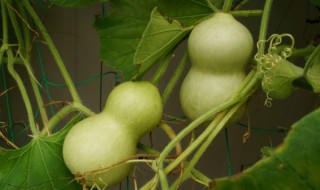 客厅摆放葫芦风水禁忌 客厅摆放葫芦有什么禁忌