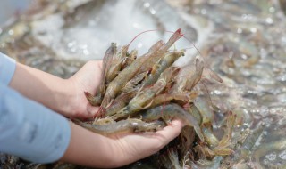 籽虾空气炸锅多久 空气炸锅炸小虾要多久