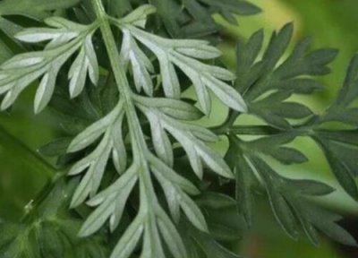 茵陈和艾草区别 茵陈与艾草的区别图片