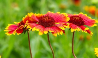 重庆适合养什么盆栽花 哪些花适合在重庆种植