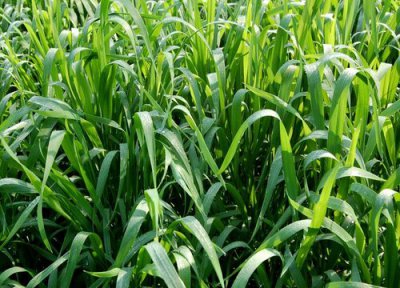 寒露早 白露迟 秋分种麦正当时 小麦最佳种植时间