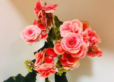 海棠是否怕冻 海棠冬天怎么养护