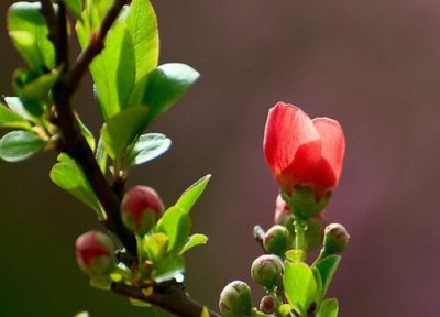 长寿冠海棠花期时间 长寿冠海棠花期是什么时候