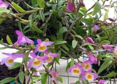 石斛长新芽后老枝条干了 如何养护石斛长新根新芽快