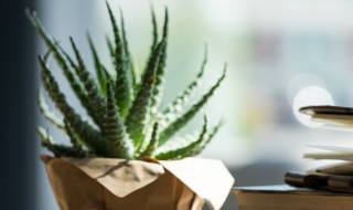 什么花朵适合养在卧室内 哪些花朵适合养在卧室内