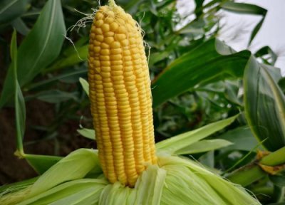 玉米种植追肥方法及最佳时间 玉米苗期施肥用什么肥好