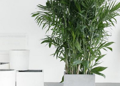 夏威夷椰子简介 夏威夷椰子和散尾葵的区别