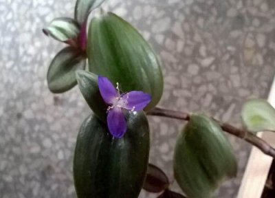 吊竹梅是否怕冻 吊竹梅冬天怎么养护