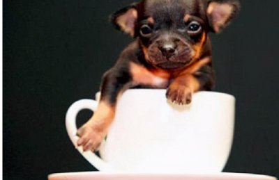 十大最小的狗排名 最漂亮的小型犬排行榜