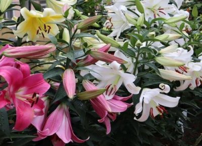 百合花种植方法和管理技巧 百合花盆栽养殖和注意事项