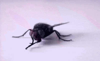 苍蝇为什么老是搓手搓脚 苍蝇是益虫还是害虫理由是什么