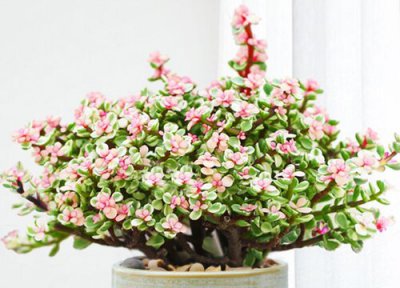 给金枝玉叶浇灌什么水最好 用什么水浇合适有营养