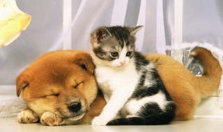 柴犬饲养方法 柴犬如何饲养