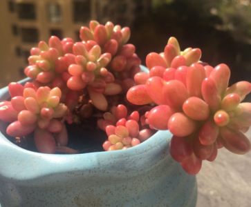 多肉土自己在家怎么配制 十个给多肉配土的好方案