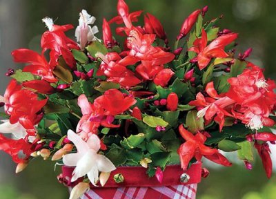 蟹爪兰的茎腐病怎么防治 夏季蟹爪兰茎腐该怎么处理