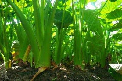 芋头什么时候喷施磷酸二氢钾 芋头膨大期施什么肥能膨大