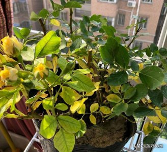 月季水大闷根的表现 月季花水多烂根闷根处理方法