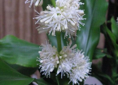 铁树花期时间 铁树花期是什么时候