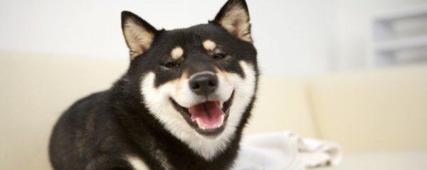 挑选哈士奇品相技巧