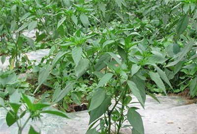 辣椒施肥过多发生肥害图片 种植辣椒苗期肥害怎么防治
