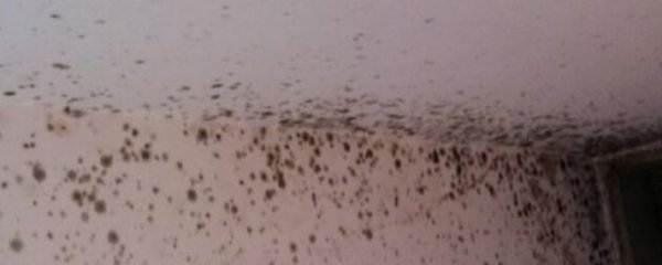 家里墙壁发霉怎么清洁