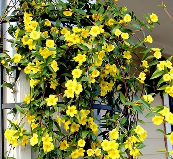 马醉木室内有毒吗