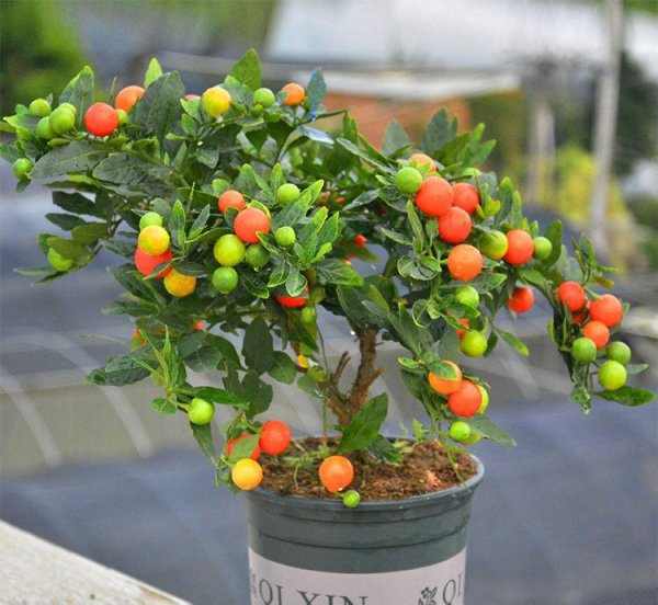 马醉木室内有毒吗