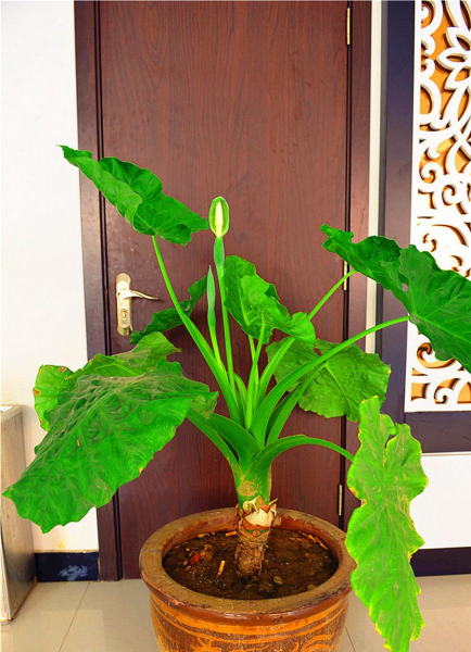 马醉木室内有毒吗