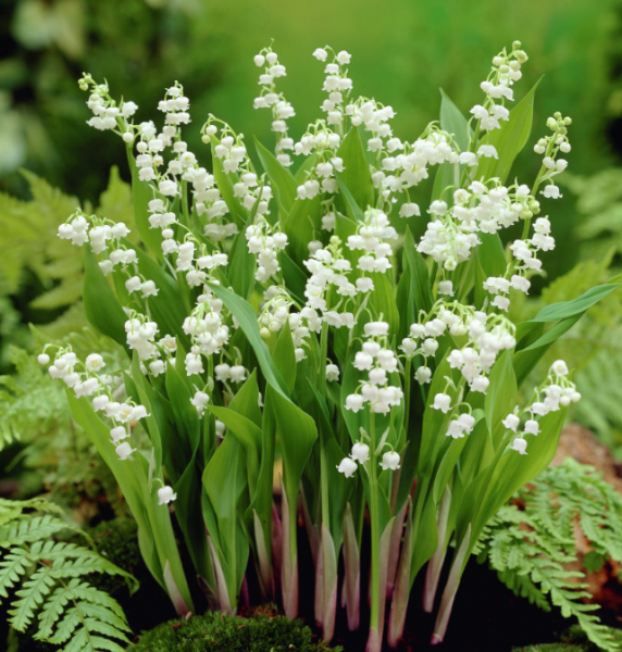 马醉木室内有毒吗