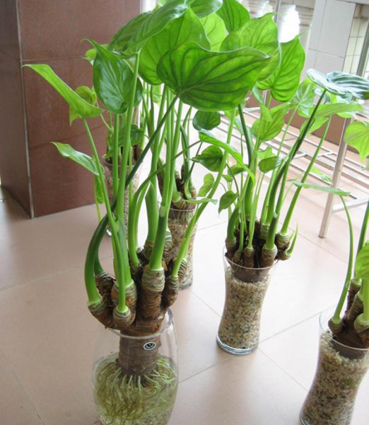 马醉木室内有毒吗