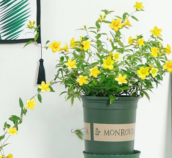 马醉木室内有毒吗