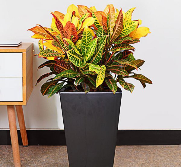 马醉木室内有毒吗