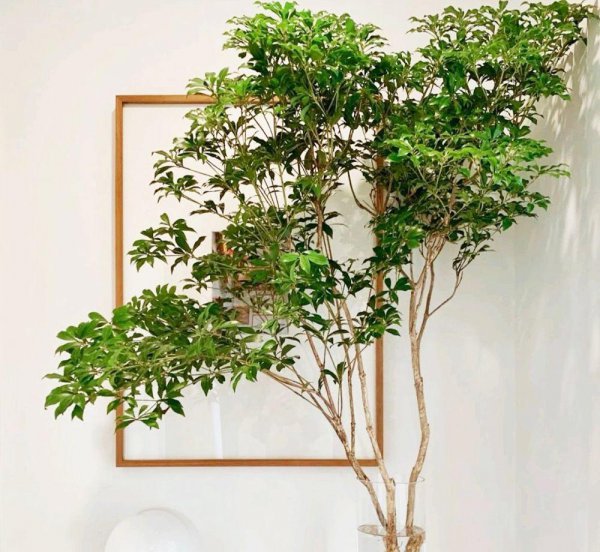 马醉木室内有毒吗