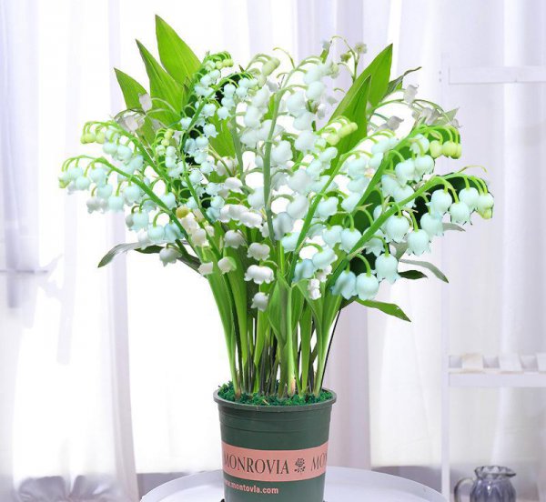 马醉木室内有毒吗