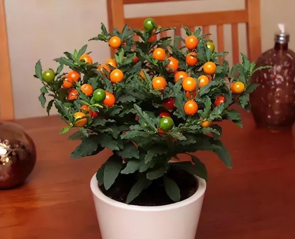 马醉木室内有毒吗