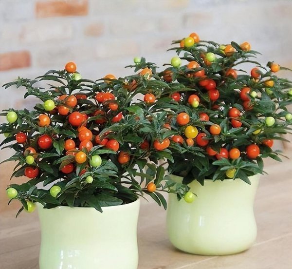 马醉木室内有毒吗