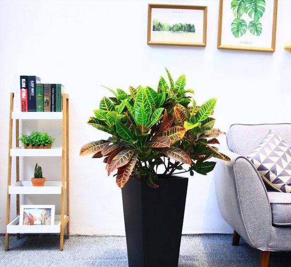 马醉木室内有毒吗