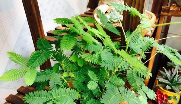 马醉木室内有毒吗